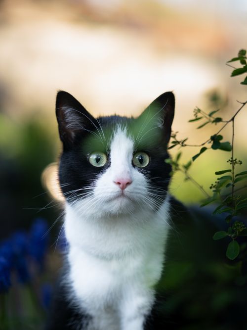 Free Portrait of a black and white cat with green eyes surrounded by lush garden foliage. Stock Photo