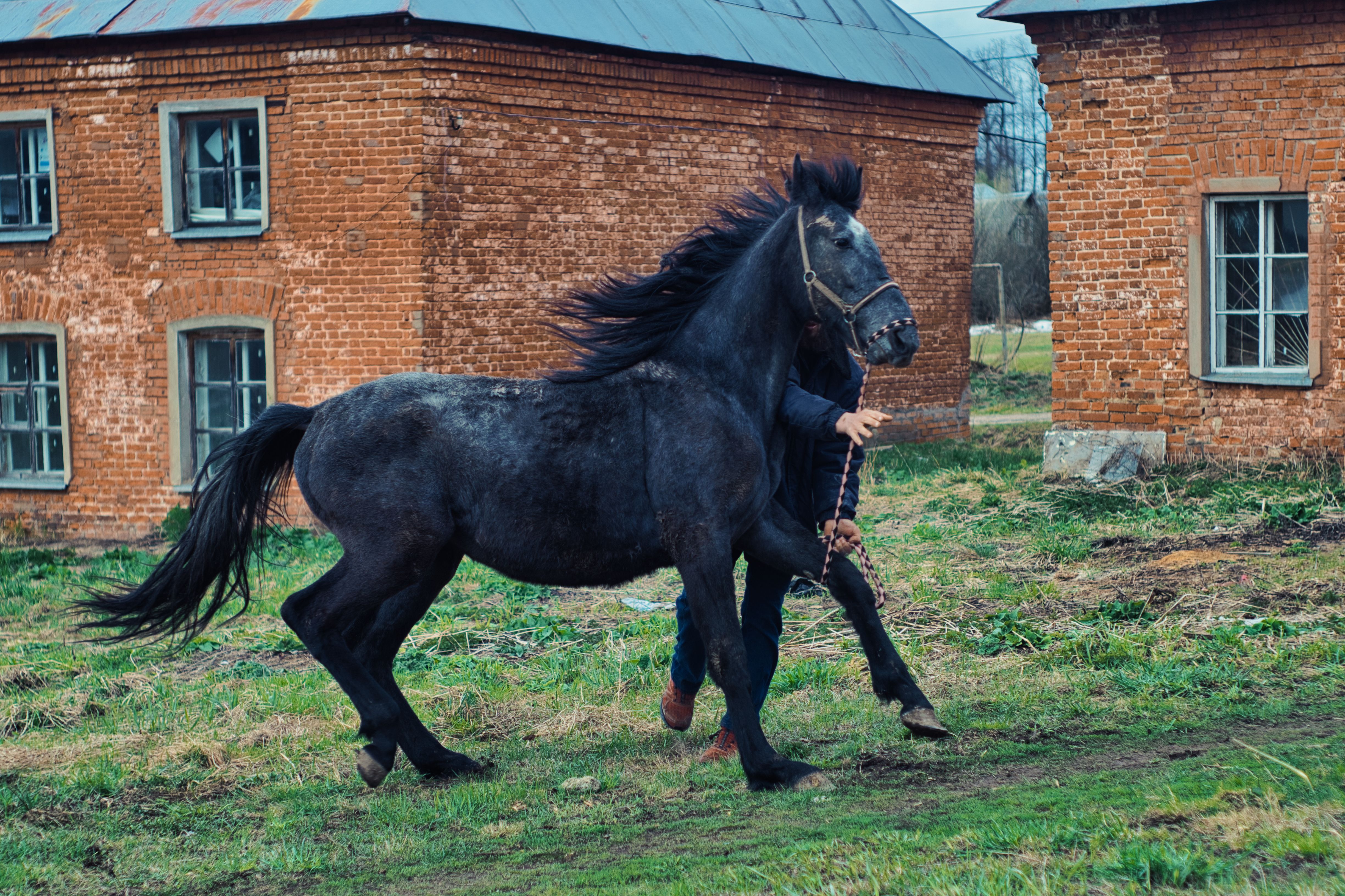 Guêtres de transport cheval : guide d'achat - Comparatif des principaux types de guêtres de transport
