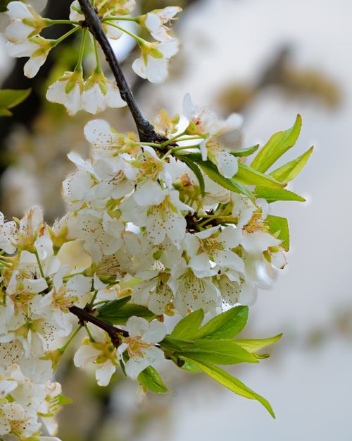 Free Delicate white cherry blossoms in full bloom with fresh green leaves. Stock Photo