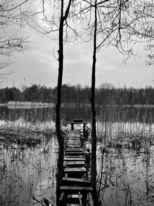 Free Tranquil lakeside view with wooden pier and trees in monochrome, perfect mood of calm. Stock Photo