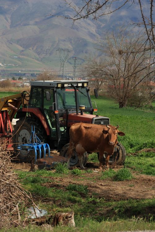 Free Peaceful rural landscape featuring a tractor and a brown cow in a green field during spring. Stock Photo