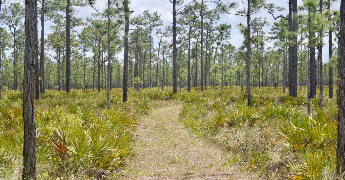 A serene forest trail with tall pine trees and lush undergrowth on a bright day.