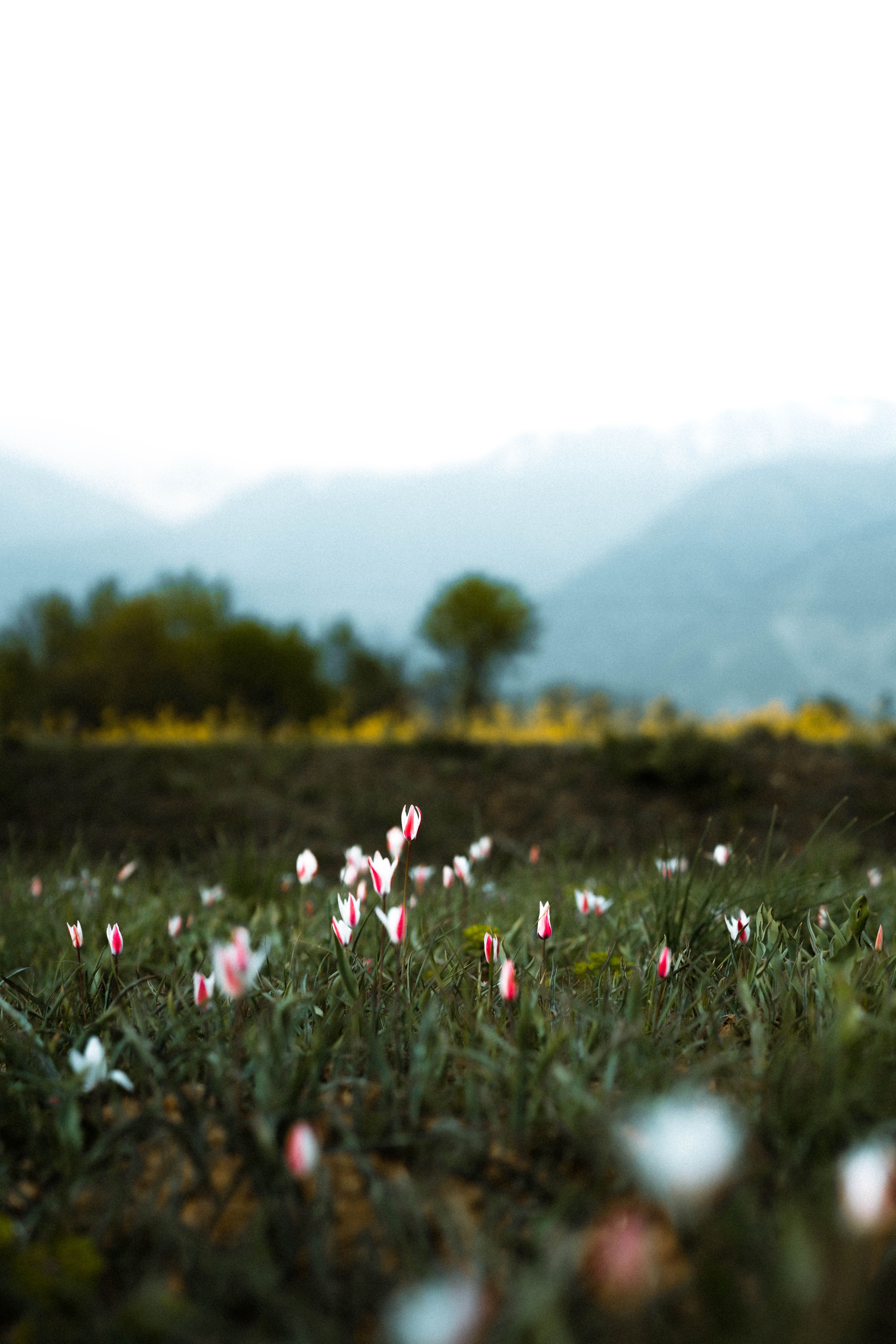Serene Spring Meadow with Wildflowers in Bloom · Free Stock Photo