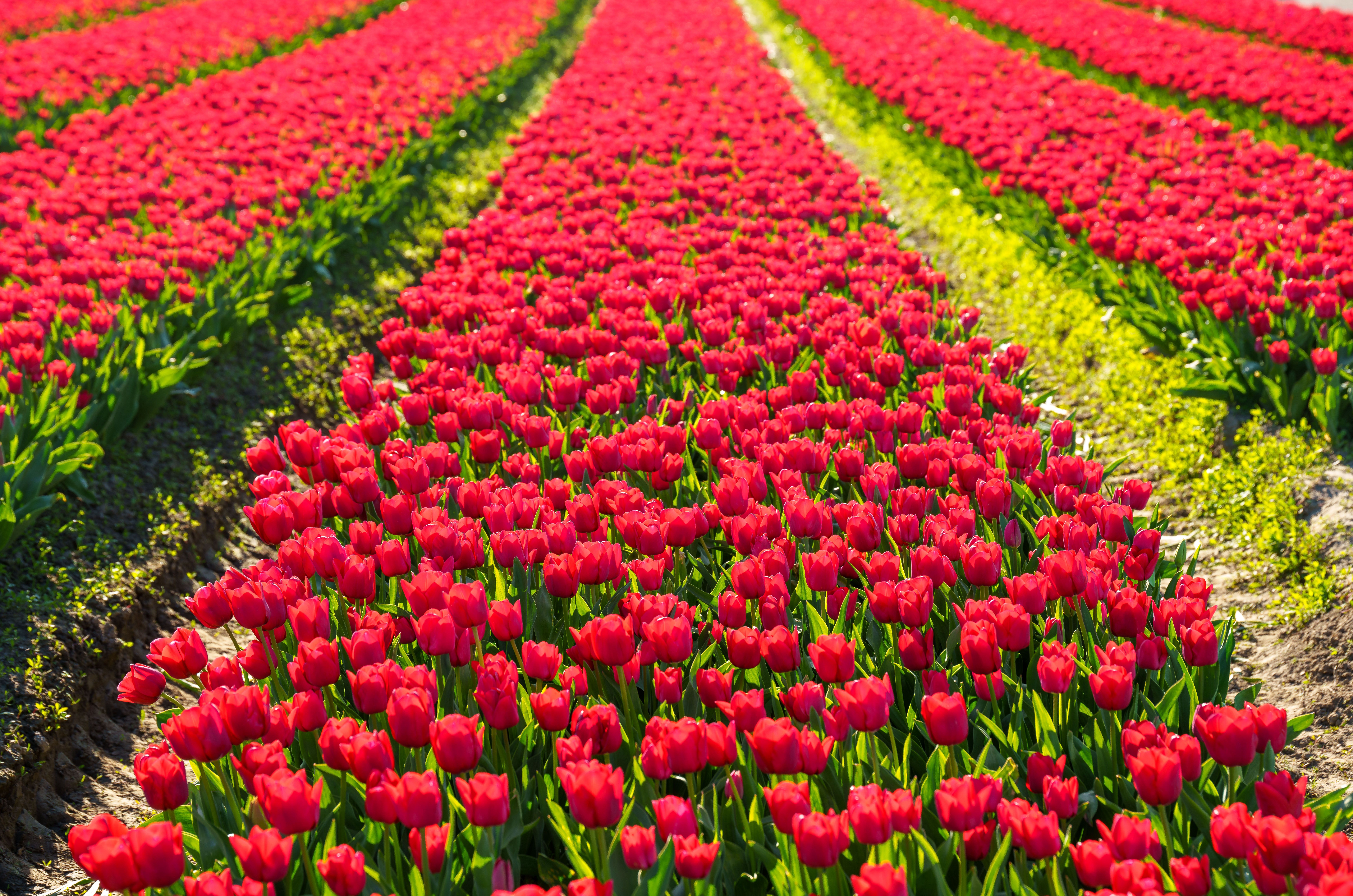 Eindeloze rijen kleurrijke tulpen strekken zich uit tot de horizon