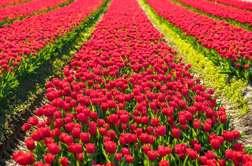 Free Bright red tulip fields in full bloom at Mount Vernon, Washington during spring. Stock Photo
