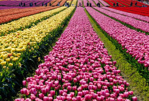 Colorful tulip fields in Mount Vernon, Washington, showcasing rows of blooming flowers in springtime.