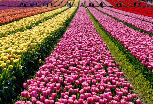 Free Colorful tulip fields in Mount Vernon, Washington, showcasing rows of blooming flowers in springtime. Stock Photo