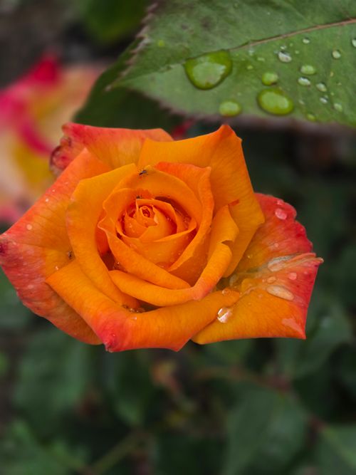 Free Close-up of a vibrant orange rose with dew drops on petals in a garden setting. Stock Photo