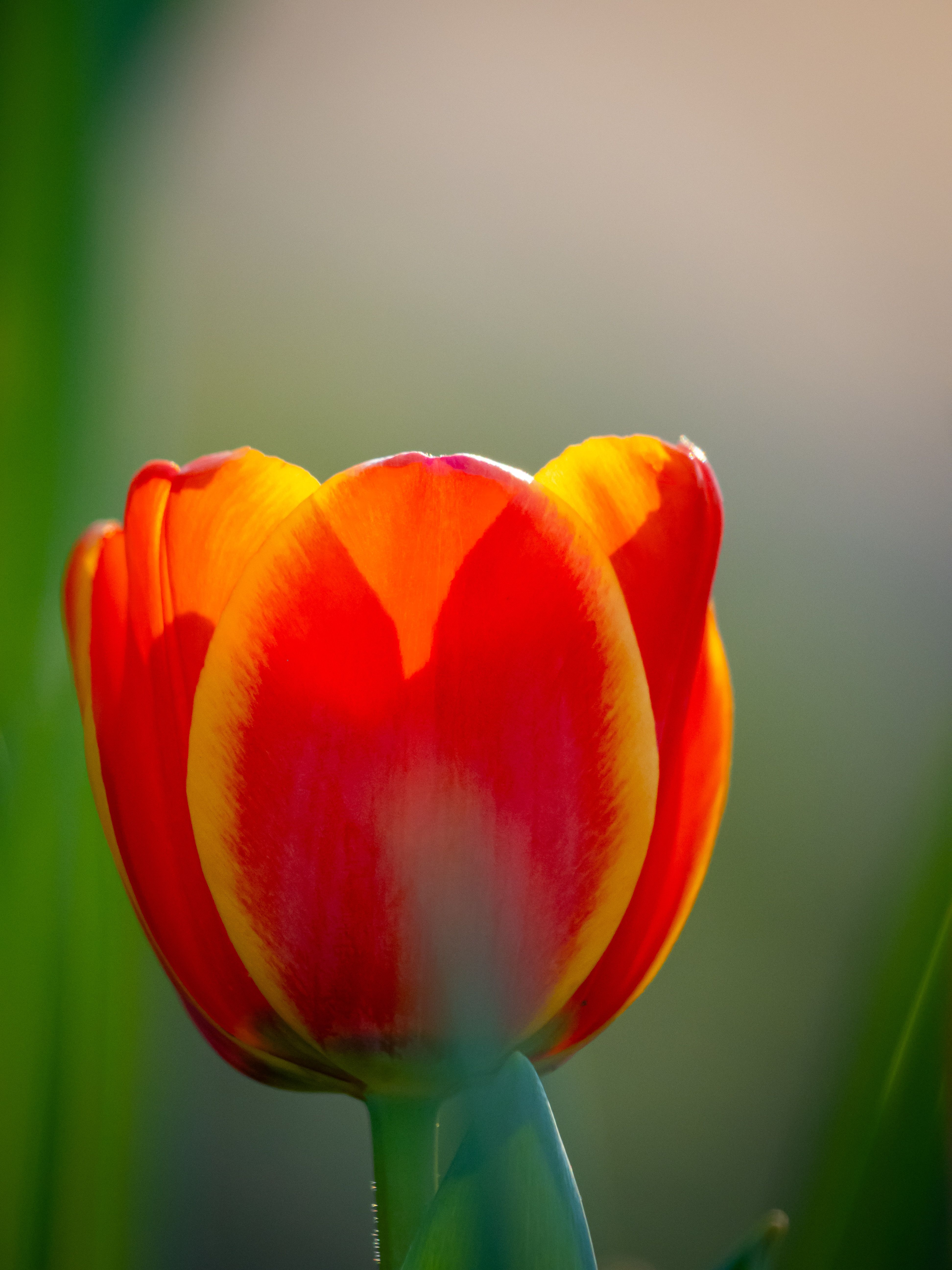 Vibrant Red and Yellow Tulip in Bloom · Free Stock Photo