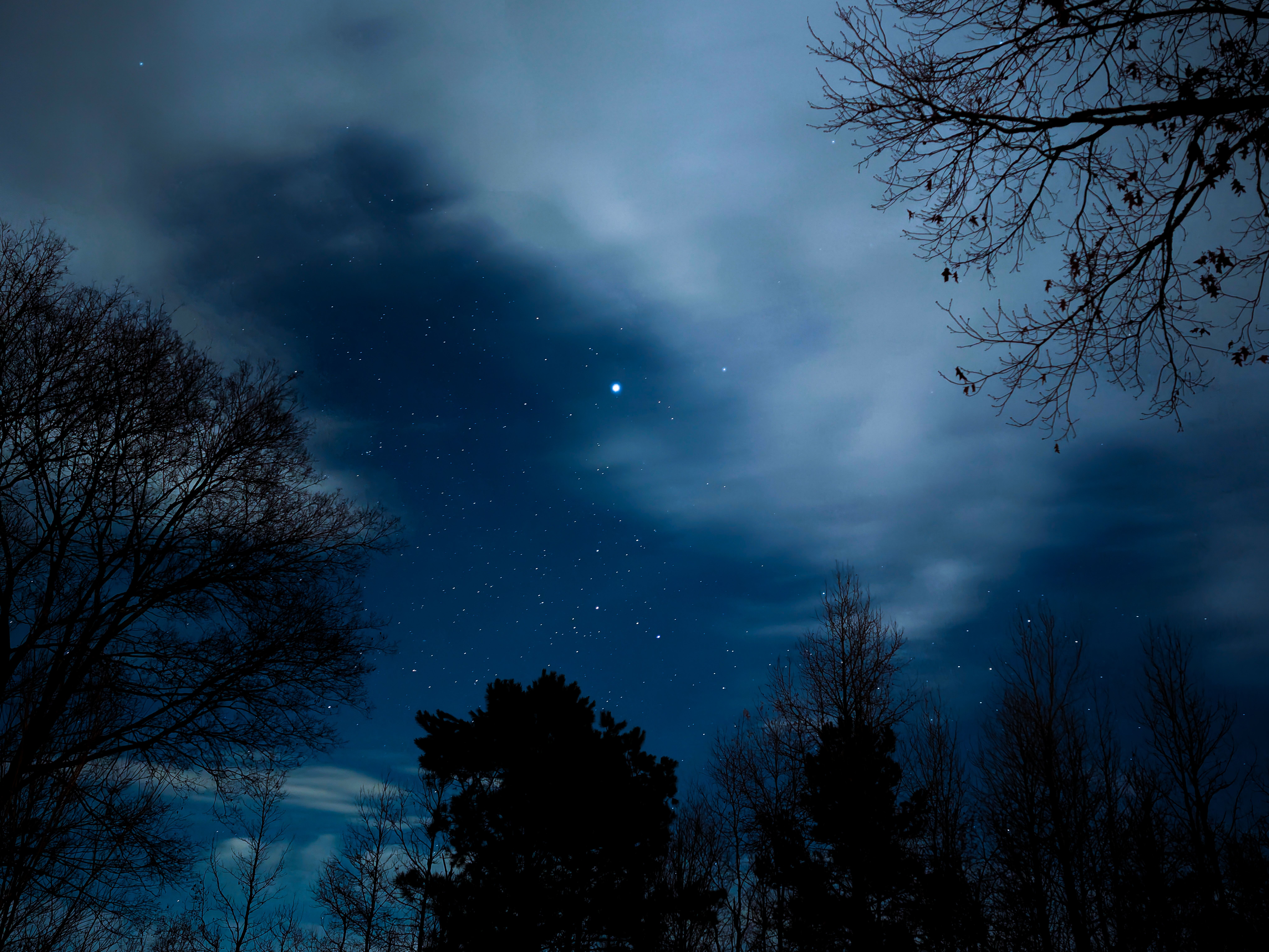 A Silhouette of Trees Under Blue Starry Sky · Free Stock Photo