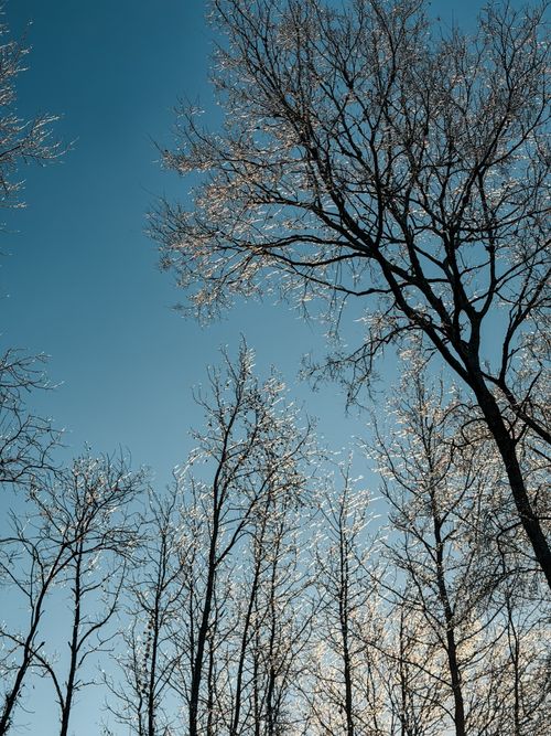 Free Sunlit winter trees with bare branches contrasting against a clear blue sky. Stock Photo