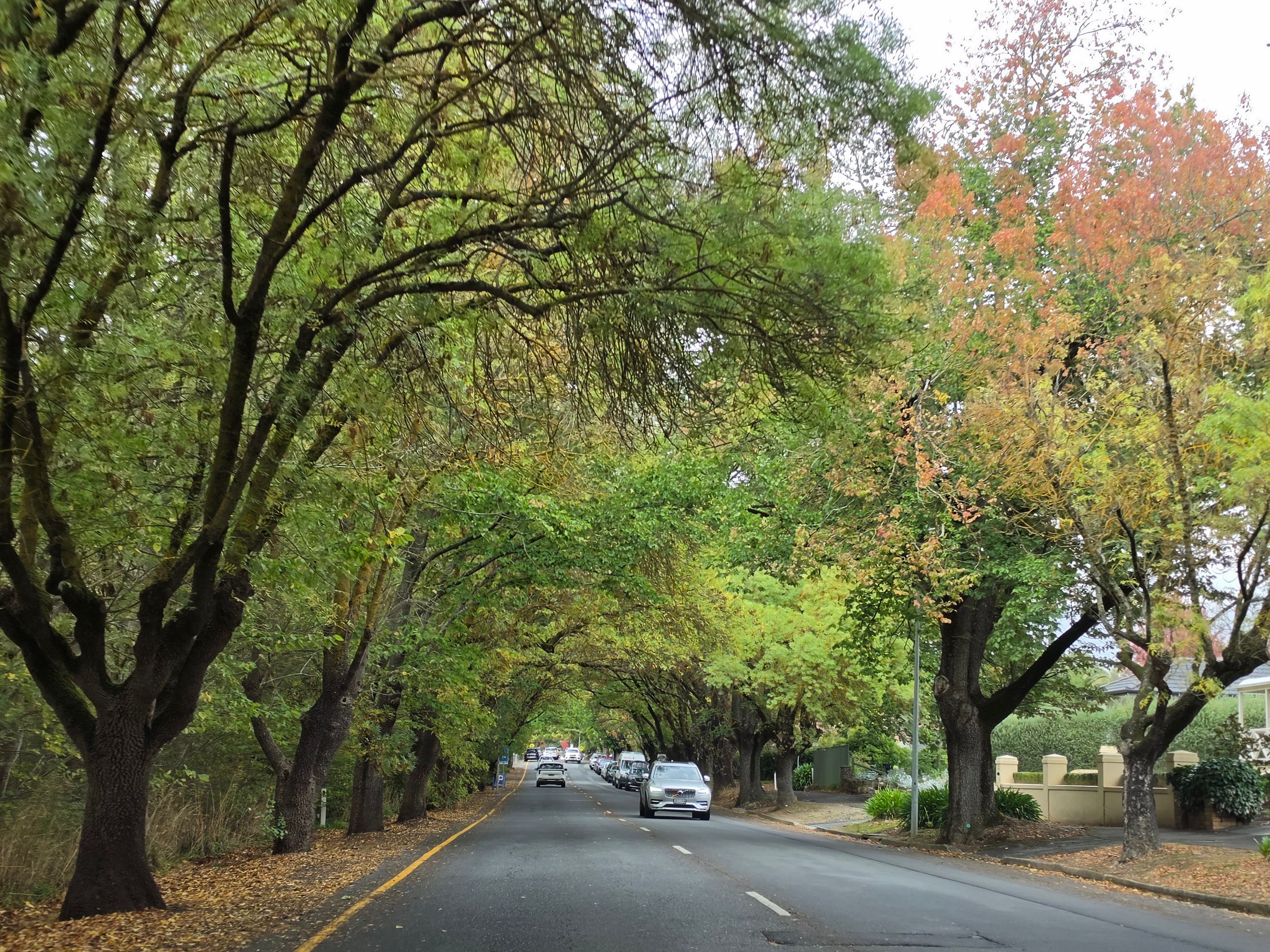 Oak-shaded street in Rondebosch with the slopes of Devil's Peak behind