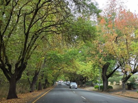 A tranquil tree-lined road in autumn, showcasing vibrant foliage.