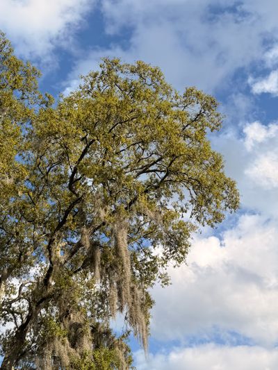 Southern oak tree trunk with moss showing mature healthy growth