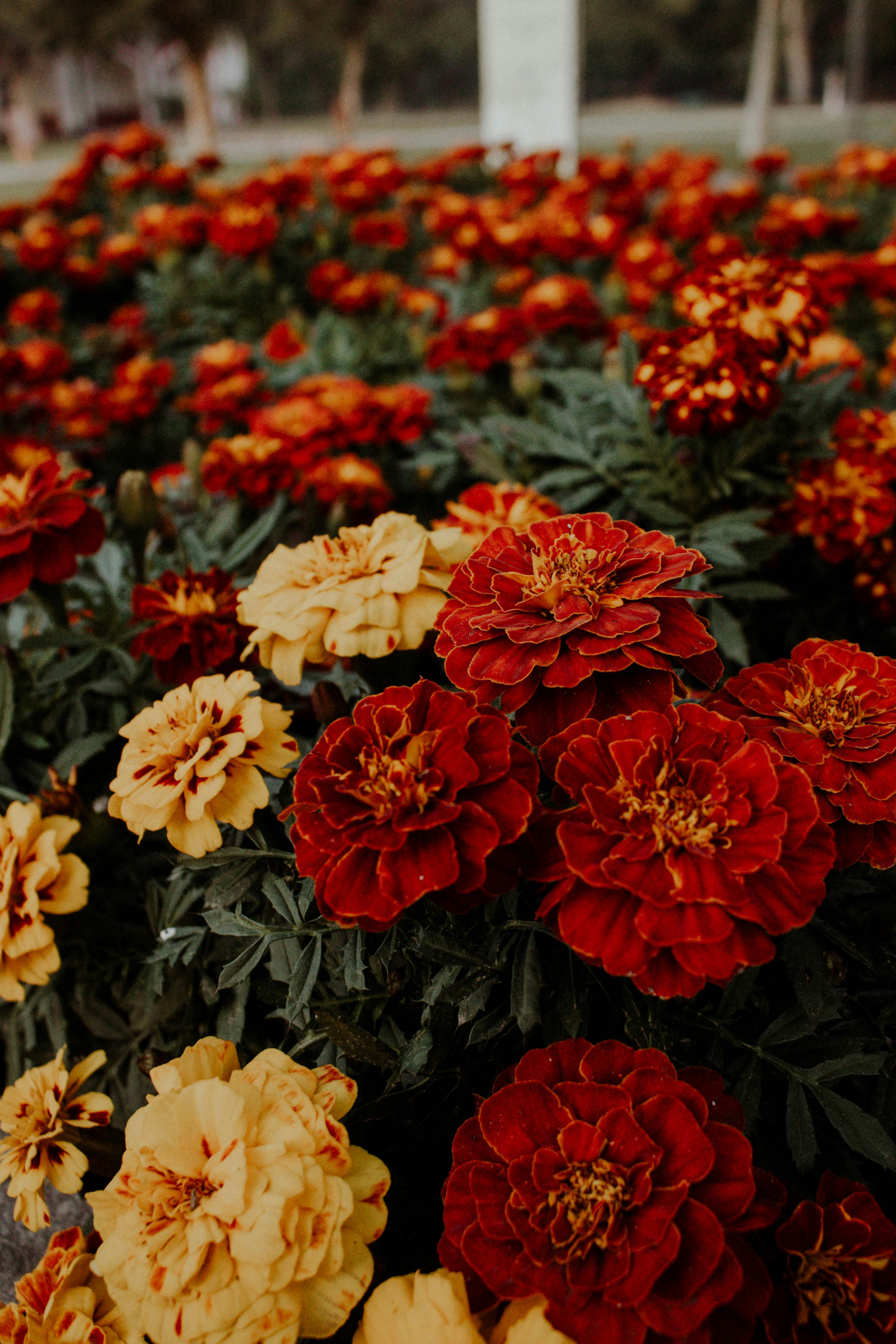French marigold HD wallpapers  Pxfuel