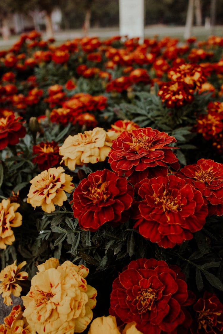 Close-up Photography Of Blooming Flowers