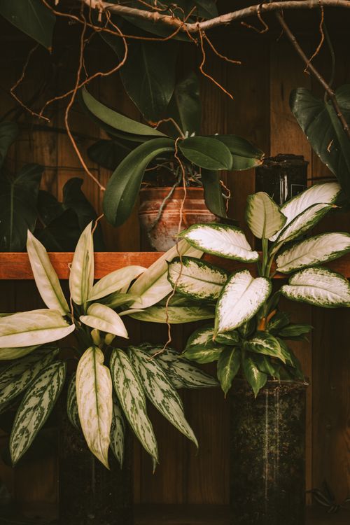Free A vibrant indoor display of diverse plants and greenery on a wooden shelf. Stock Photo