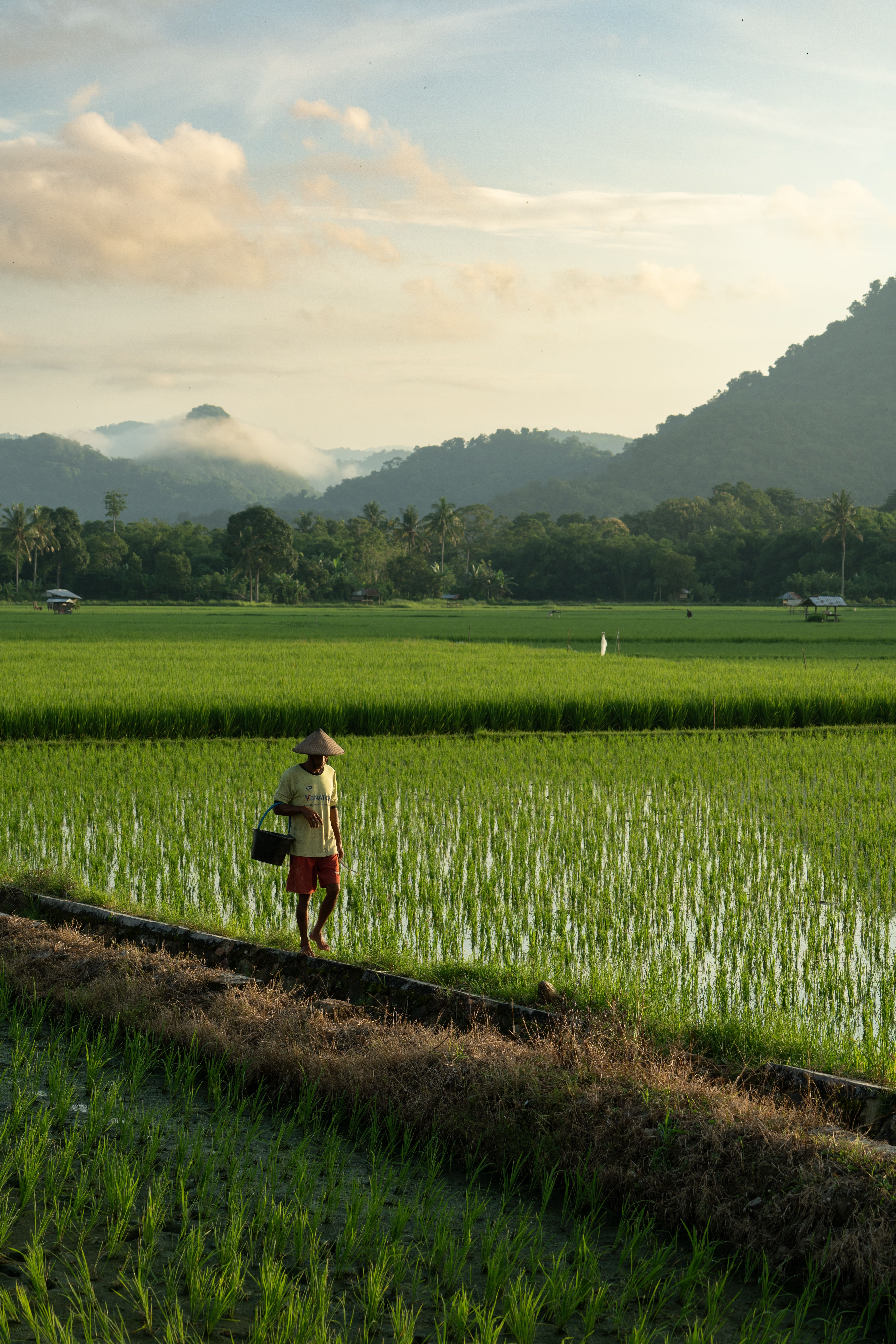 An Asian farmer walks through green rice paddies in Kuang, Indonesia, at sunrise.