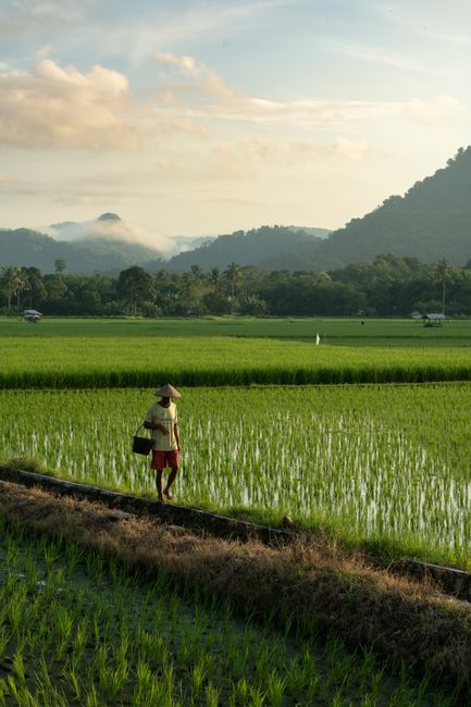 An Asian farmer walks through green rice paddies in Kuang, Indonesia, at sunrise.