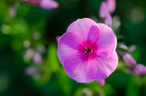 Selective Focus Photograph of Pink Petaled Flower