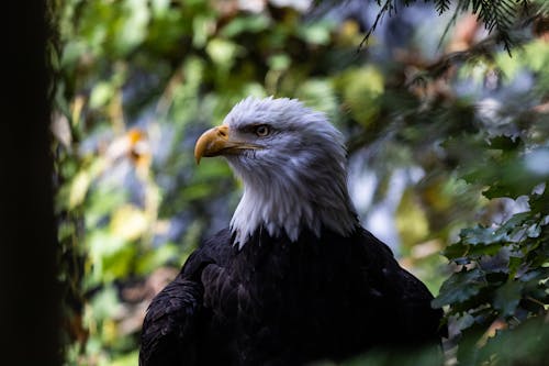 Foto d'estoc gratuïta de àguila, àguila calba, animal