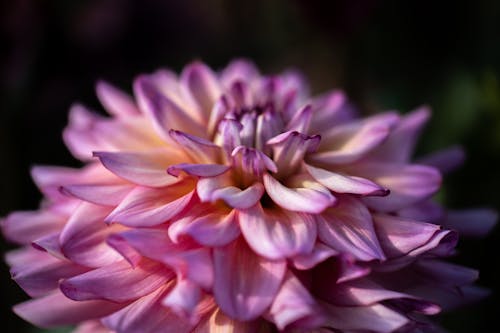 Фиолетовый и белый цветок в макросъемке