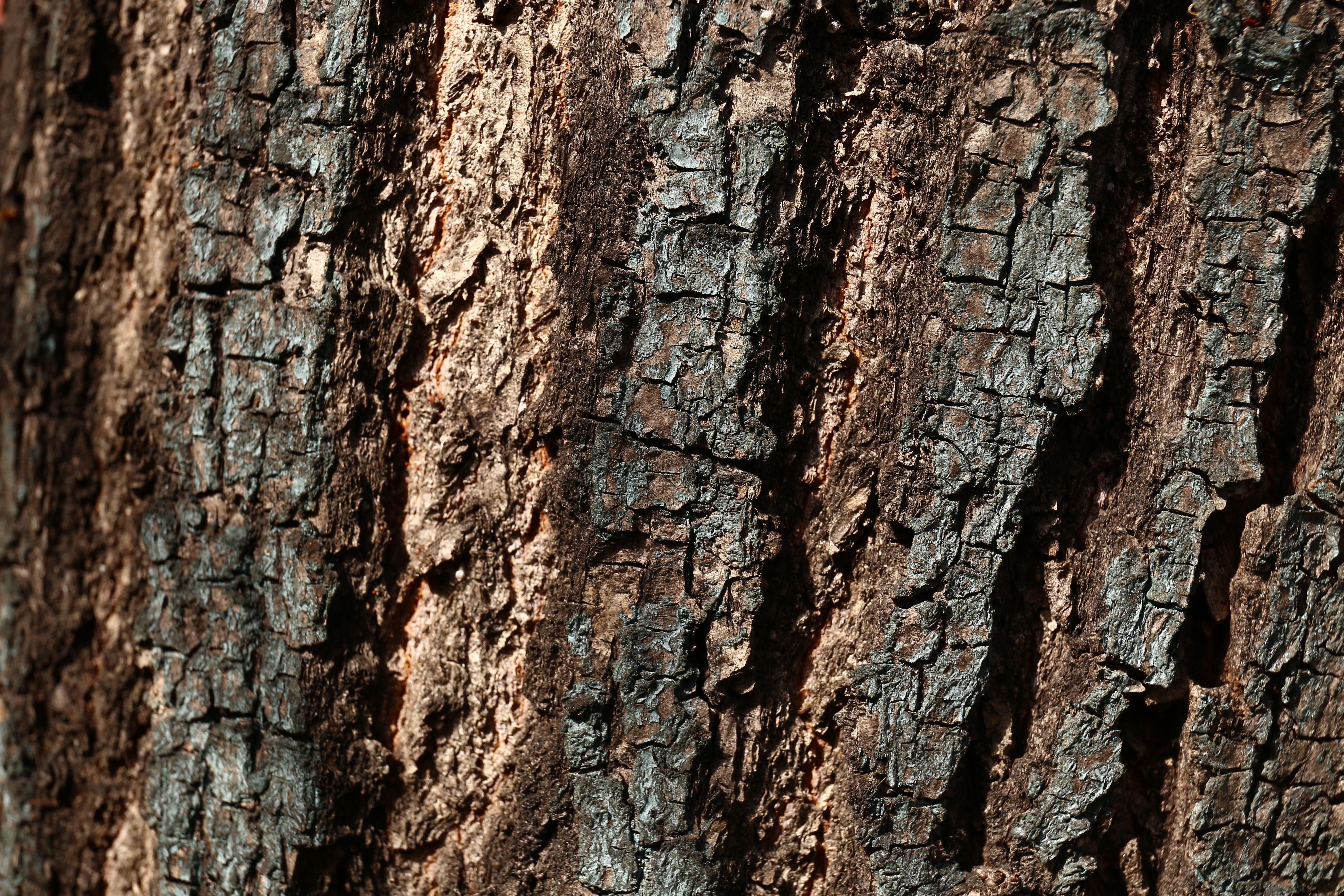 Detailed close-up of a tree bark texture showcasing natural patterns and roughness.