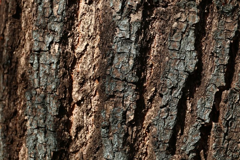 Detailed close-up of a tree bark texture showcasing natural patterns and roughness.