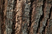 Wood grain texture, photo by Robert Śliwiński on Pexels