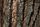 wood texture