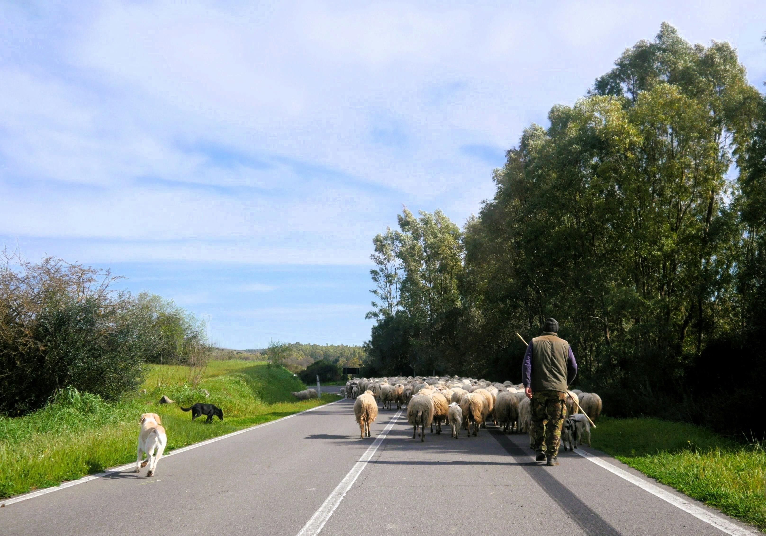 Guida a Barbagia e Nuoro: Il Cuore Selvaggio della Sardegna