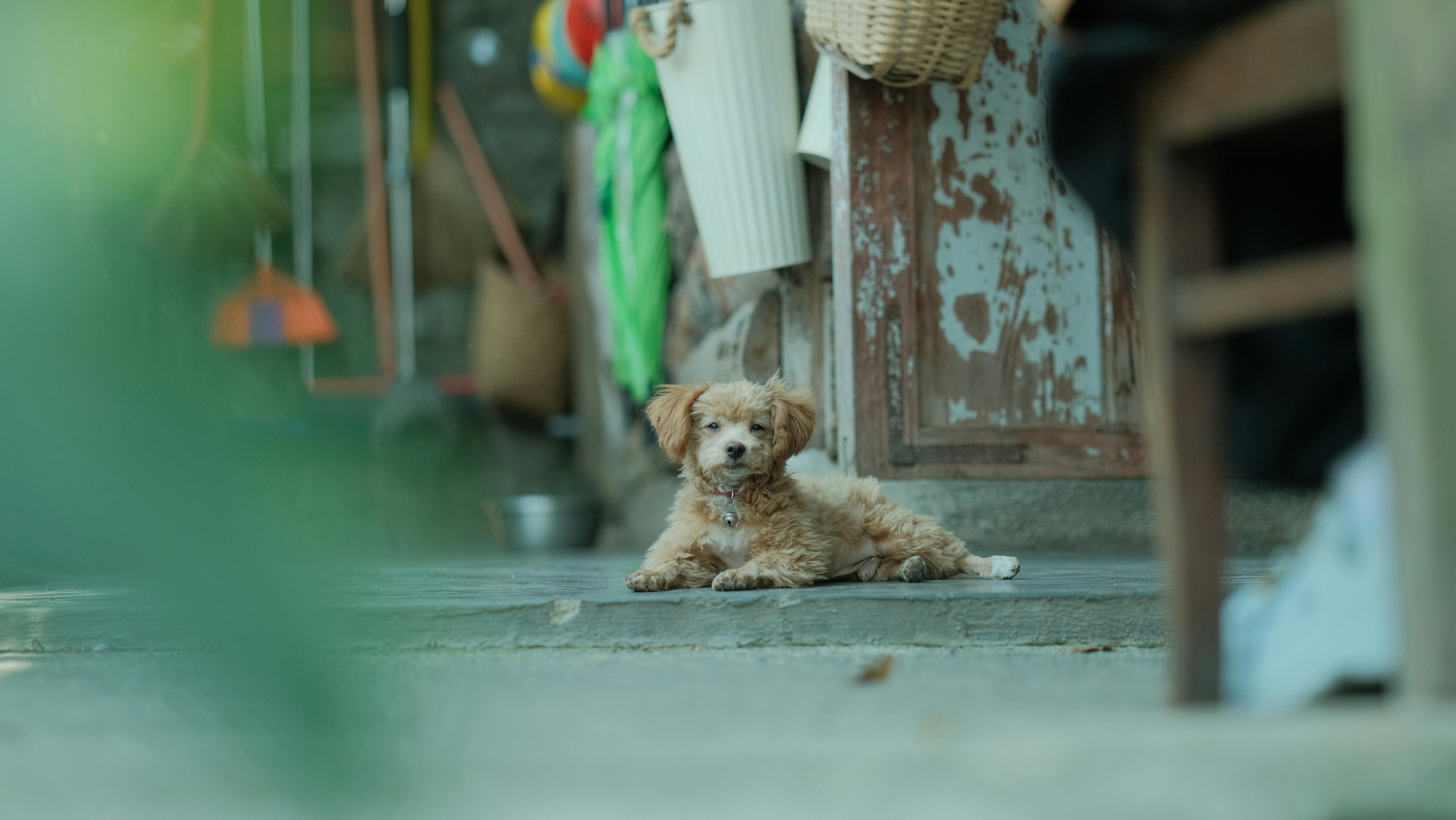 pet lifestyle store — Photo by Pew Nguyen on Pexels