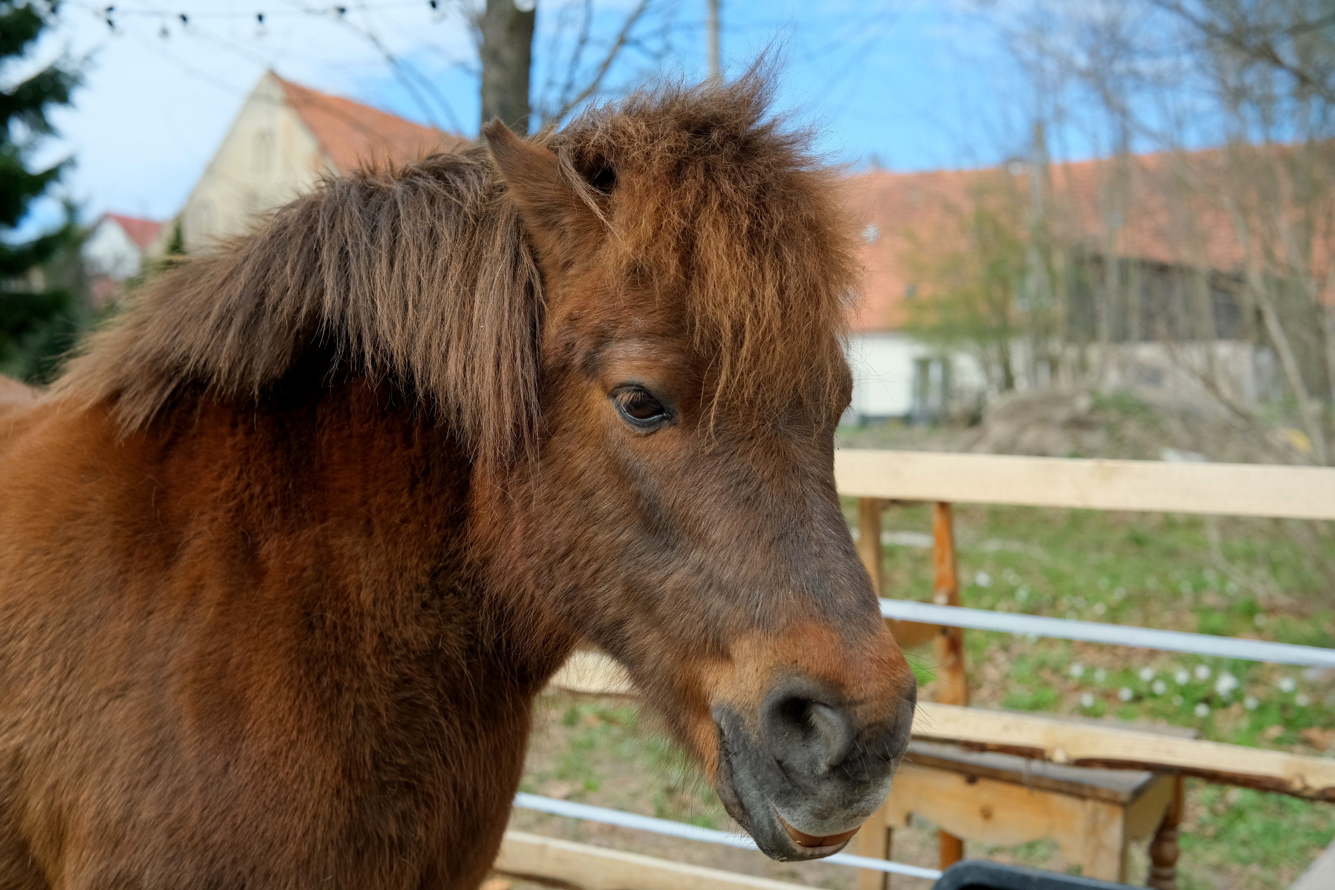 Adorable Shetland Pony in Countryside Setting · Free Stock Photo
