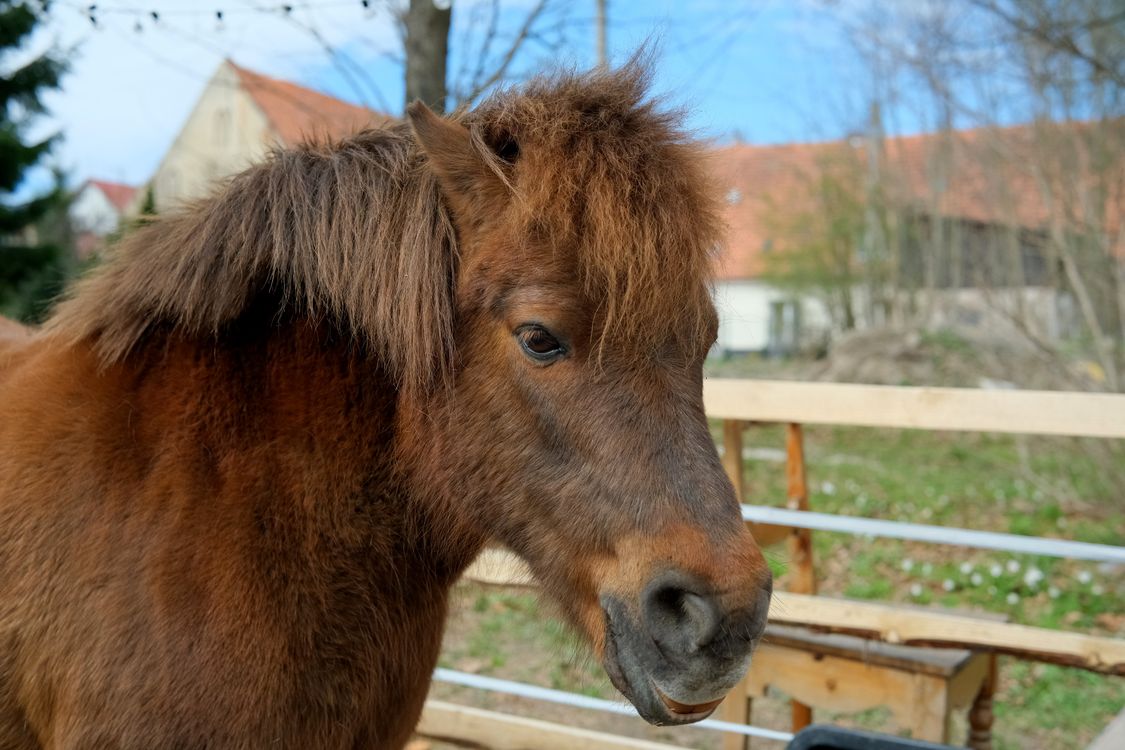 Rustic Pony Adorable Shetland Pony in Countryside Setting · Free Stock Photo