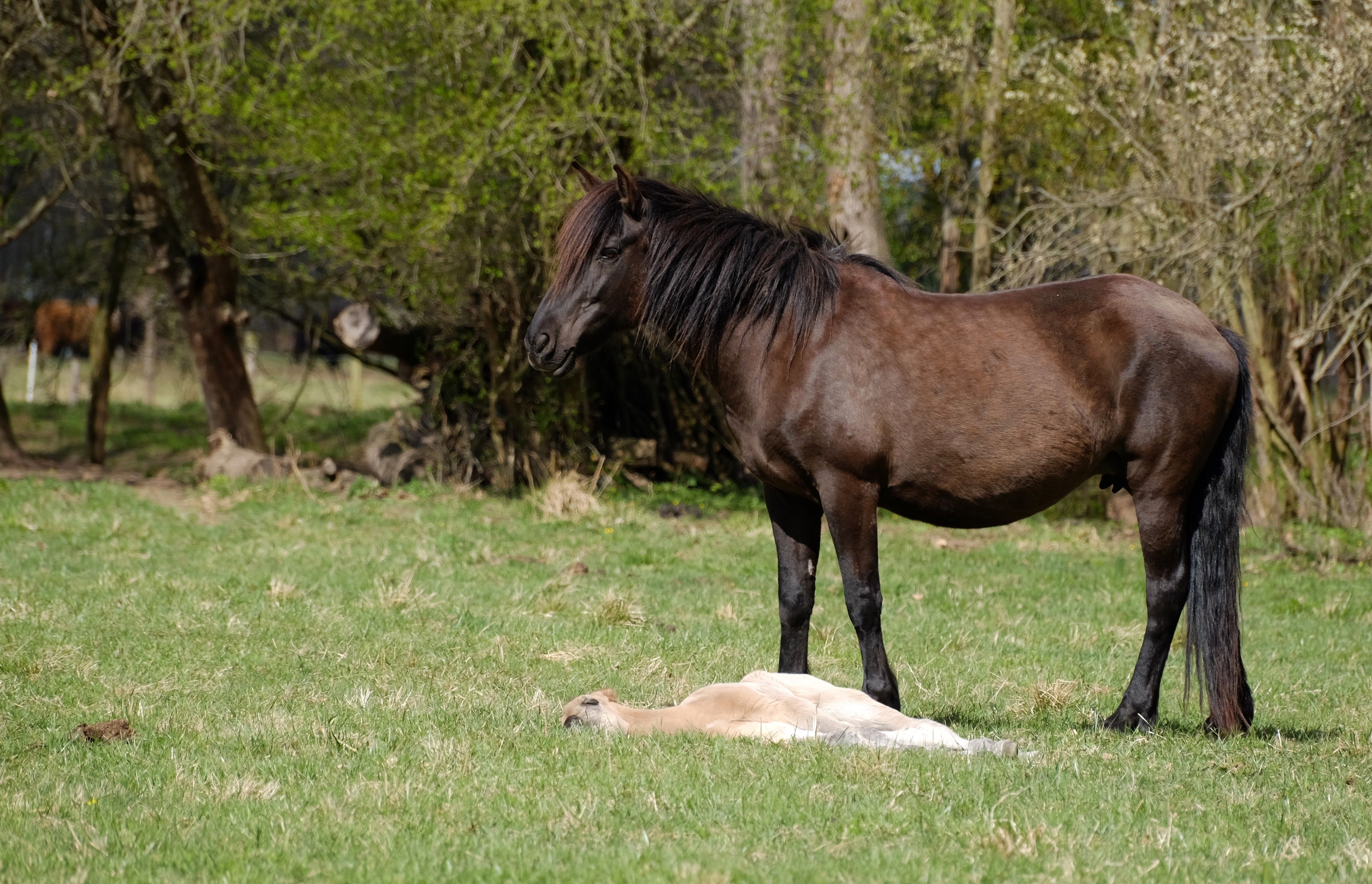 Brown Horse Standing in a Green Field with Foal · Free Stock Photo