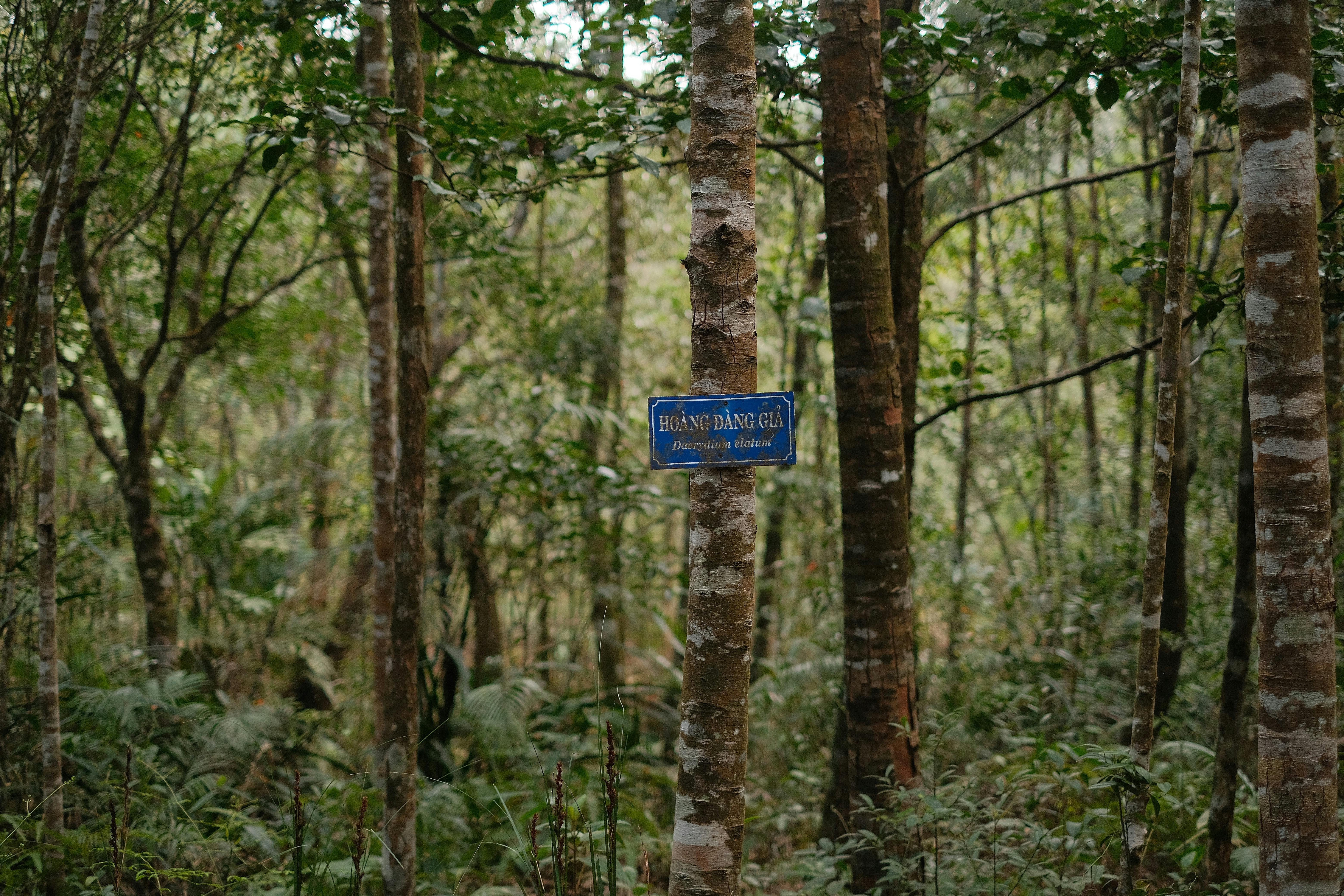 Lush forest with a tree marked by a 'Hoang Dang Gia' sign.