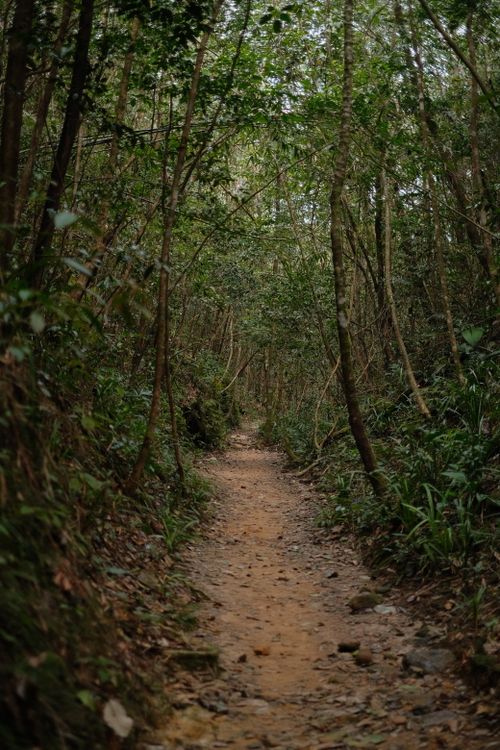 Free A serene forest trail surrounded by dense greenery, evoking peace and solitude. Stock Photo