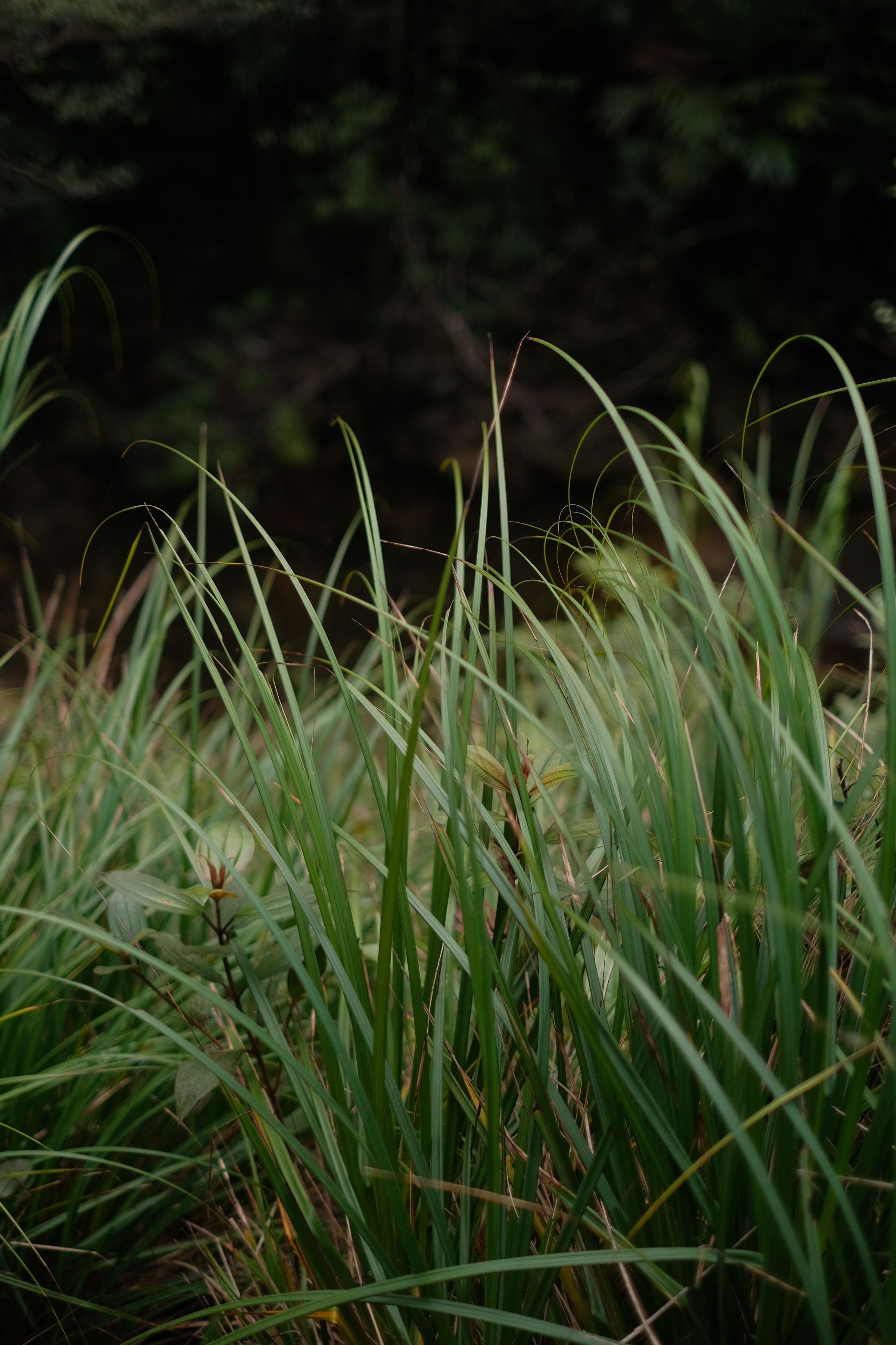 Lush Green Grass in Natural Setting · Free Stock Photo