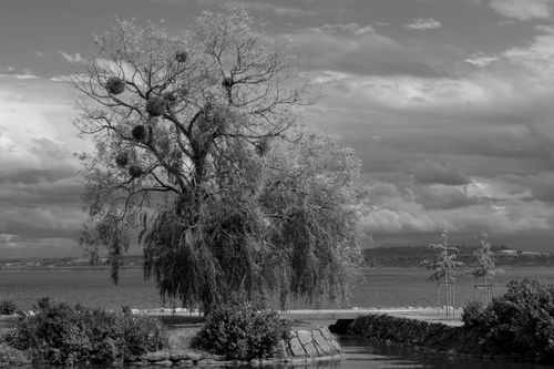 Free Black and white photo of a tree by a lake with dramatic clouds in the backdrop. Stock Photo