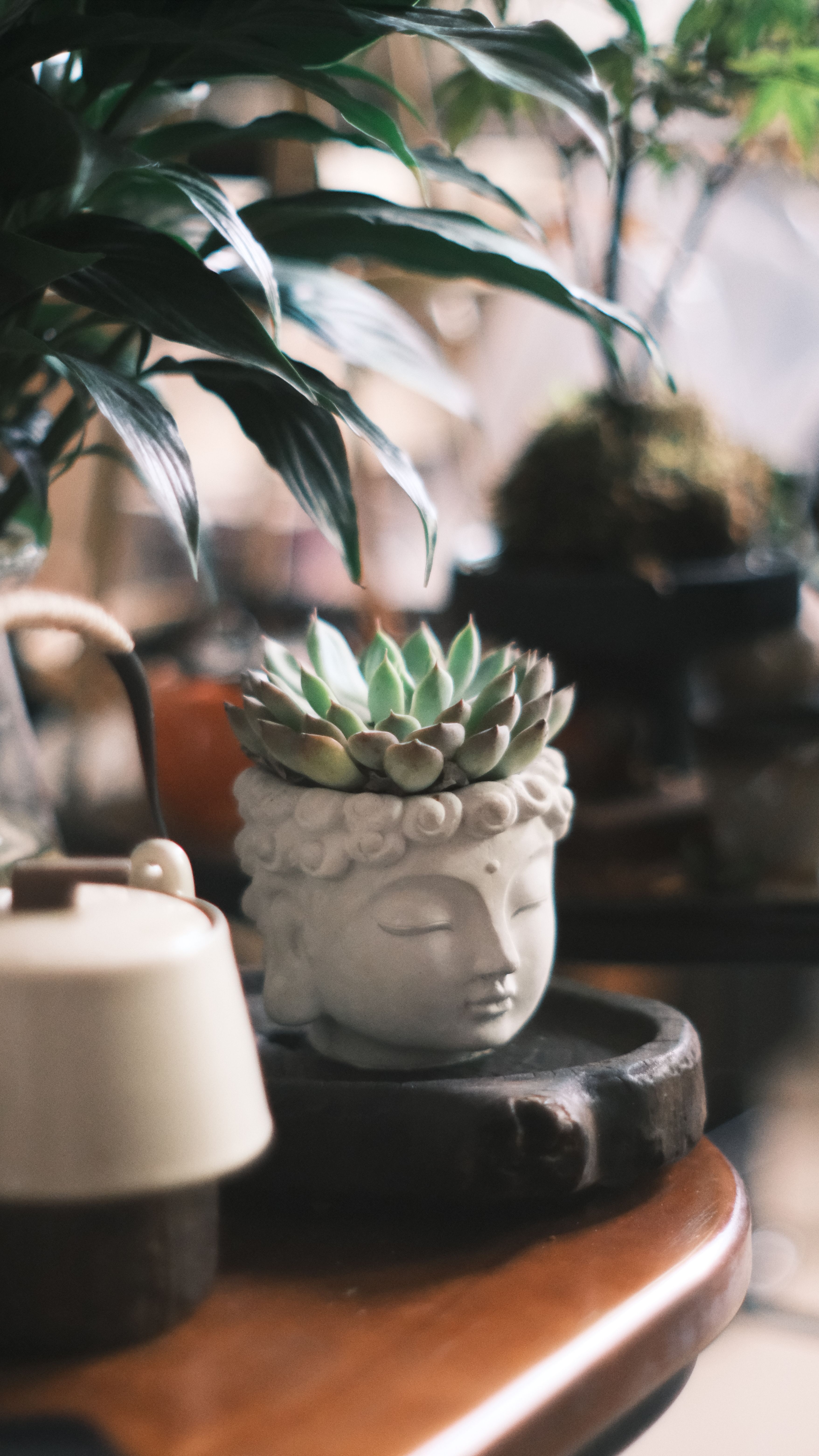有关＃室内, 佛像种植器, 佛教, 佛教装饰, 內部, 内在的自然, 冥想, 冥想的氛围, 冷靜, 和平的, 和平的环境, 多肉植物, 多肉 ...
