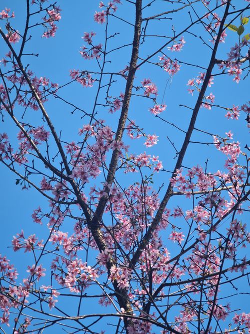 Free Beautiful cherry blossoms with pink petals on tree branches against a clear blue sky in Da Lat, Vietnam. Stock Photo