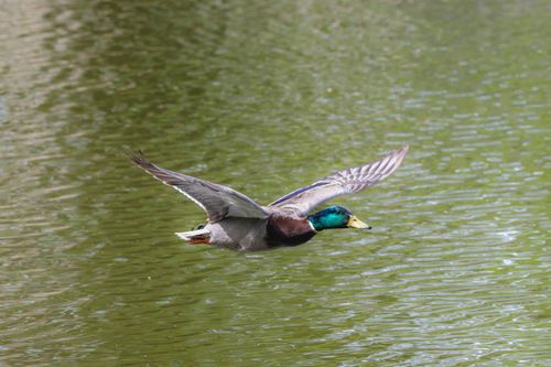 Free A vibrant mallard duck captured in mid-flight above shimmering lake waters. Nature at its finest. Stock Photo