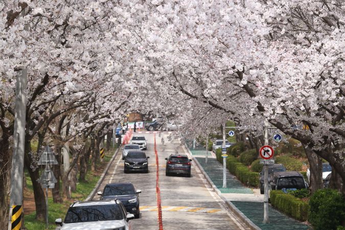 당일치기로 즐기는 수도권 봄 드라이브 코스 7선