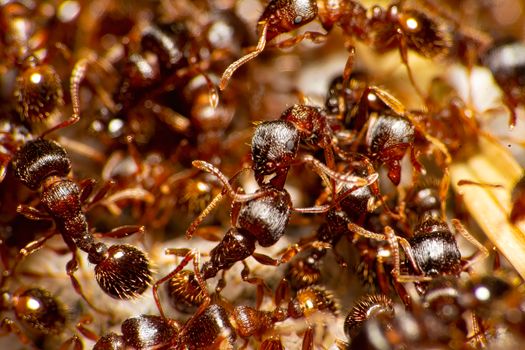 Macro photograph showcasing a colony of red ants in Bursa, Türkiye, interacting with their surroundings.