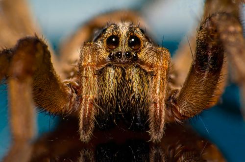 Free Macro shot of a spider highlighting its hairy legs and eyes, captured in Bursa, Türkiye. Stock Photo