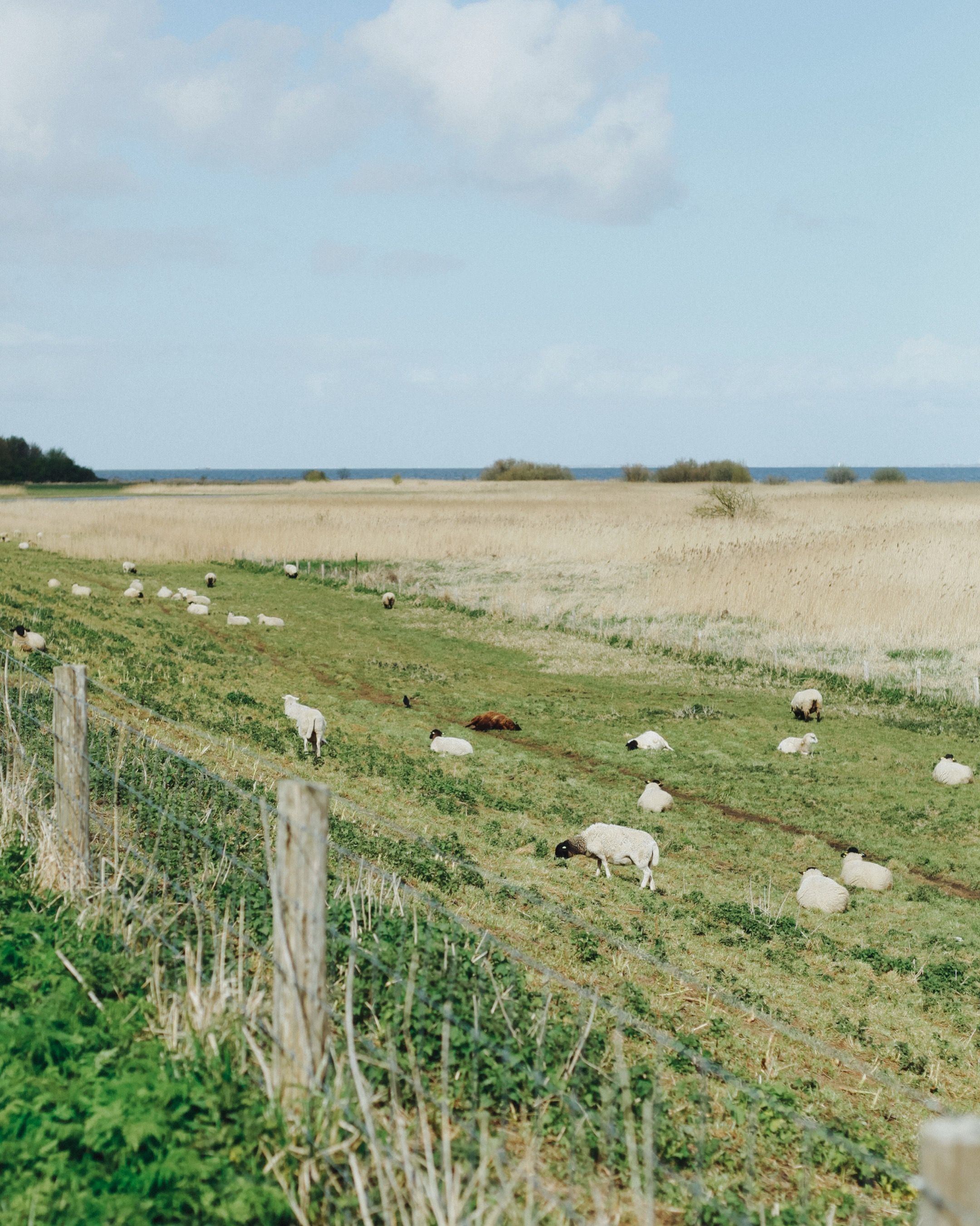 Pastoral Scene with Sheep Grazing by the Sea · Free Stock Photo
