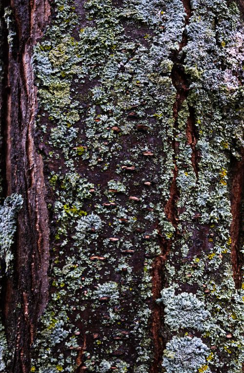 Frilled lichen growing along old bark — photo by Troy Tumbin on Pexels