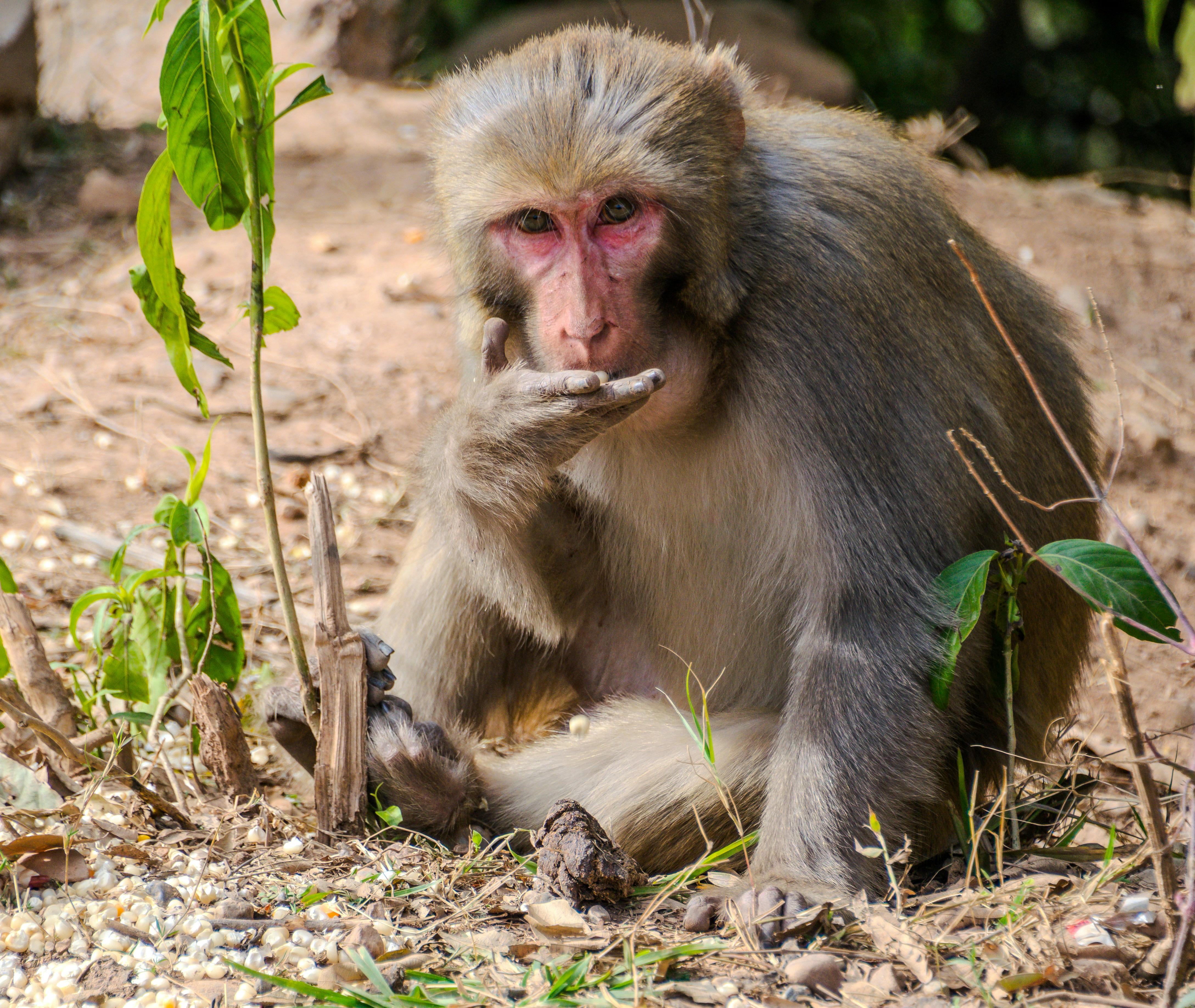 A macaque monkey sitting on the ground in a natural setting, eating with hand to mouth.