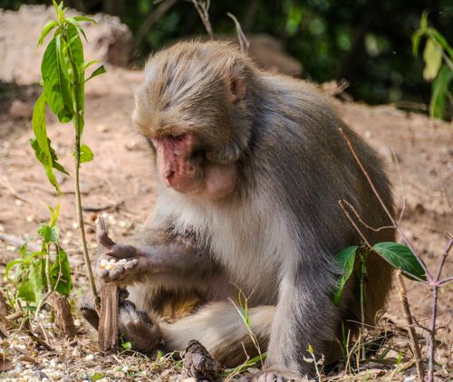 Free A macaque monkey sitting outdoors, examining food in its hand amidst greenery and dirt Stock Photo