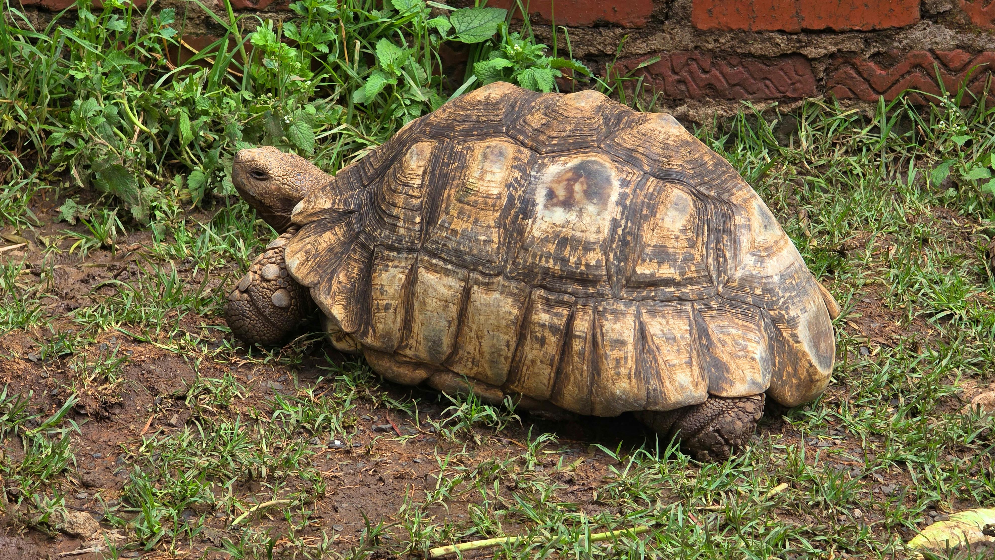 Sulcata Tortoise — CB juvenile, UK CB